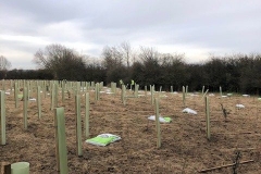 Aylesbury-Tree-Planting-1-e1523486117676