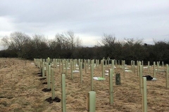 Aylesbury-Tree-Planting-2-e1523541861680