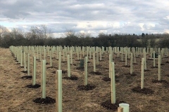 Aylesbury-Tree-Planting-4-e1523541803249