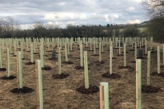 Aylesbury-Tree-Planting-5-e1523486185498