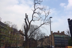 Holloway, London, Removal of Dead Robina Tree