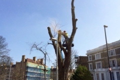 Holloway, London, Removal of Dead Robina Tree