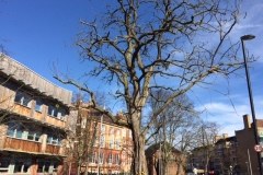 Holloway, London, Removal of Dead Robina Tree