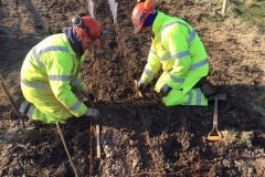 Reading, Native Mix Hedge Planting