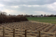 Reading, Native Mix Hedge Planting