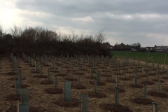 Reading, Native Mix Hedge Planting