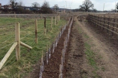 Reading, Native Mix Hedge Planting