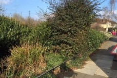 Wanstead, East London, Shrub Removal and Seed