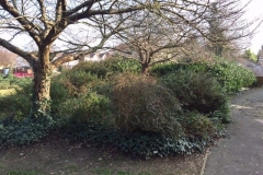 Wanstead, East London, Shrub Removal and Seed